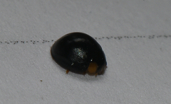 Exochomus laeviusculus