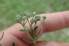 Eupatorium semiserratum