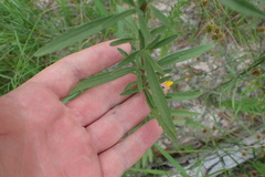 Eupatorium semiserratum