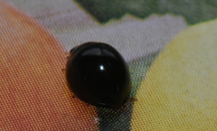 Exochomus laeviusculus