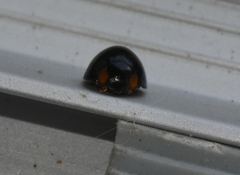 Exochomus laeviusculus