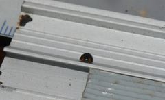 Exochomus laeviusculus