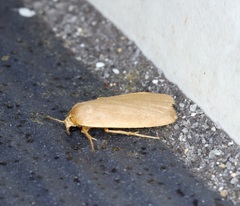 Danielithosia immaculata