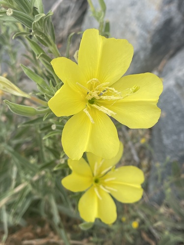 iNaturalist observation photo of tall evening primrose