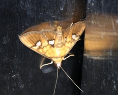 Nosophora semitritalis