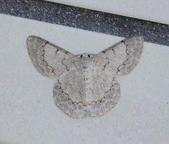 Pingasa rufofasciata