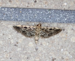 Rhimphaliodes macrostigma
