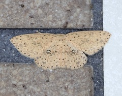 Perixera decretarioides