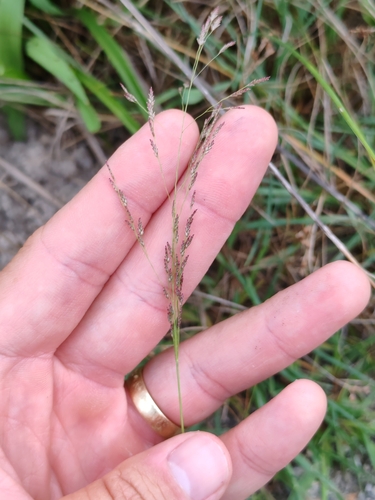 Image of Eragrostis pilosa by (c) Ljaž, some rights reserved (CC BY)