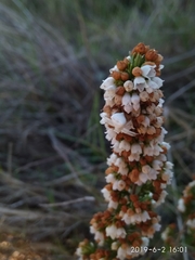 Erica subdivaricata