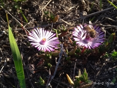 Lampranthus filicaulis