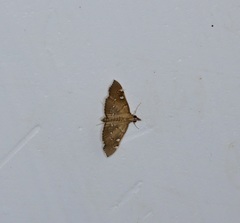 Protonoceras capitalis