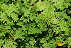 Trichocolea mollissima