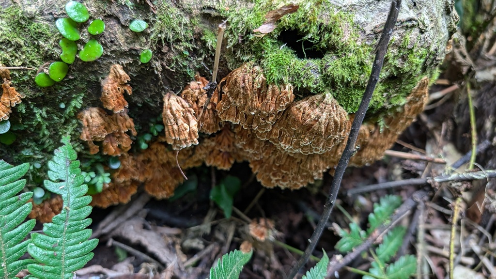 Xylobolus spectabilis · August 2024 · photo: © atsushi_nakajima_cirque (iNaturalist, cc-by)
