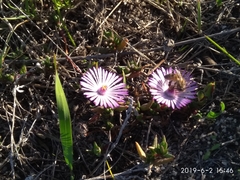Lampranthus filicaulis