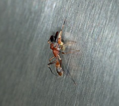 Myrmarachne formosana