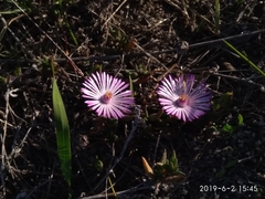 Lampranthus filicaulis