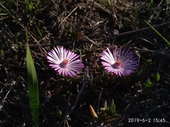 Lampranthus filicaulis