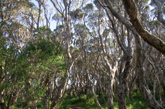 Melaleuca lanceolata
