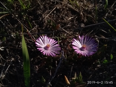 Lampranthus filicaulis