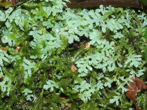 Lepidozia glaucophylla