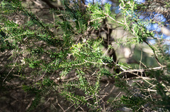 Melaleuca lanceolata