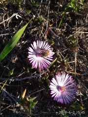 Lampranthus filicaulis