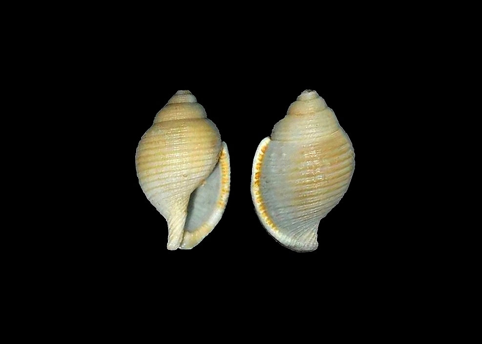 Eudolium bairdii