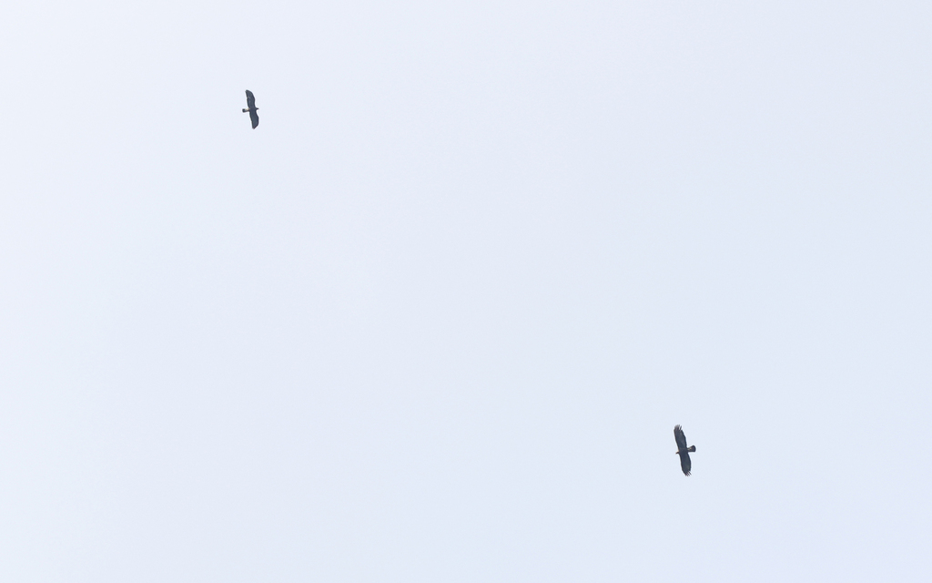 African Black-winged Kite