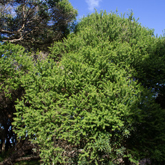 Melaleuca lanceolata