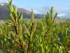 Salix phylicifolia