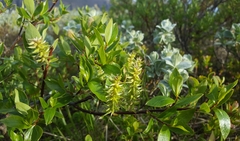 Salix phylicifolia