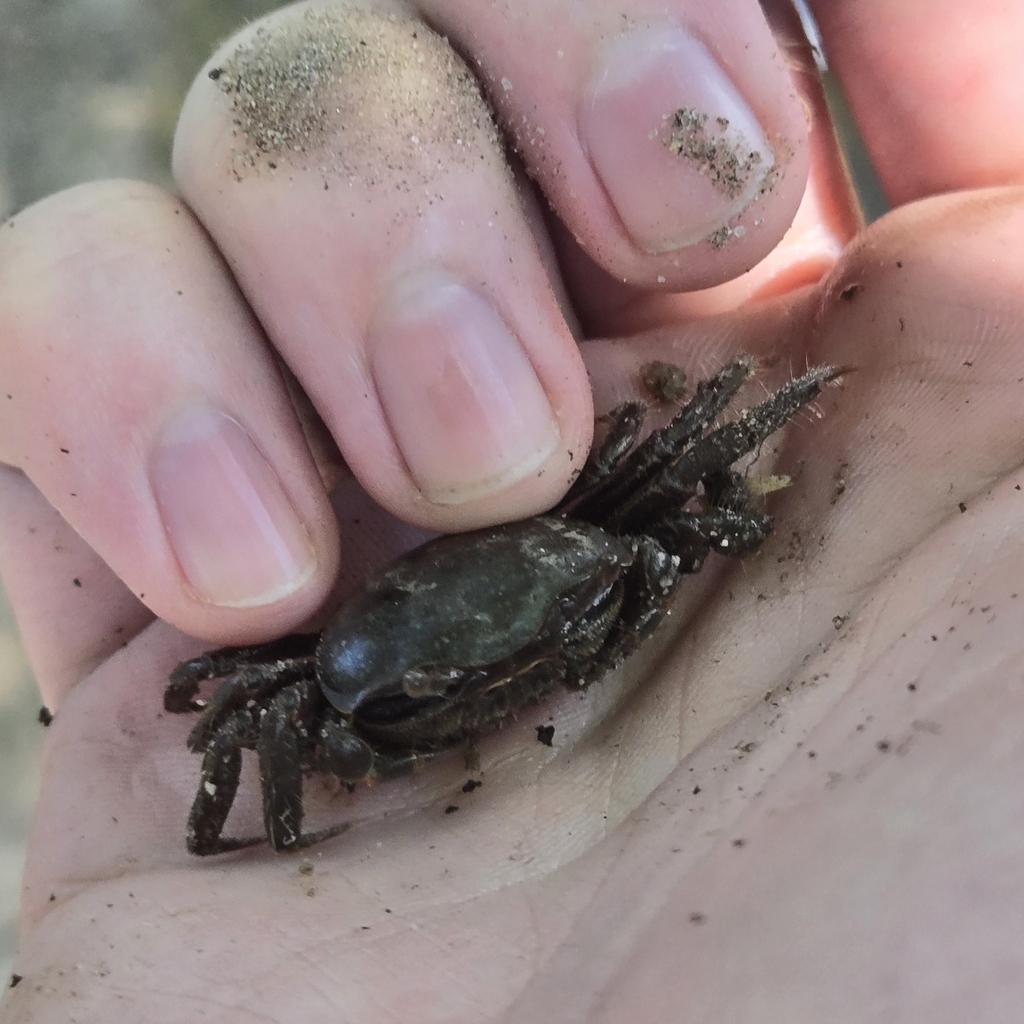 mud-fiddler-crab-from-providence-ri-02906-usa-on-august-13-2024-at