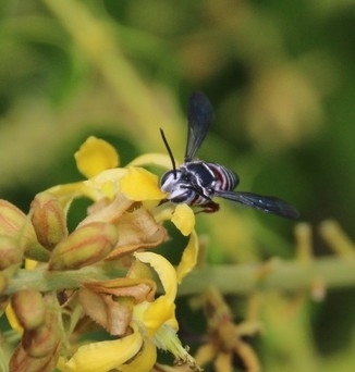 Coelioxys rufipes