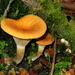 Austropaxillus infundibuliformis - Photo (c) Alan Melville, some rights reserved (CC BY-NC-ND), uploaded by Alan Melville