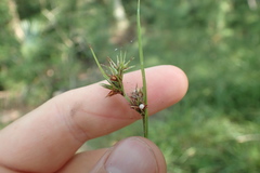 Scleria muehlenbergii