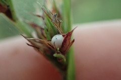 Scleria muehlenbergii