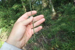 Scleria muehlenbergii