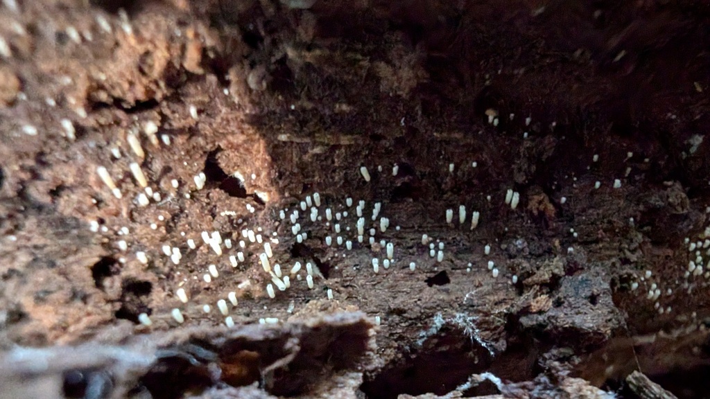 Henningsomyces candidus · August 2024 · photo: © atsushi_nakajima_cirque (iNaturalist, cc-by)