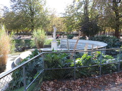 Acanthus mollis