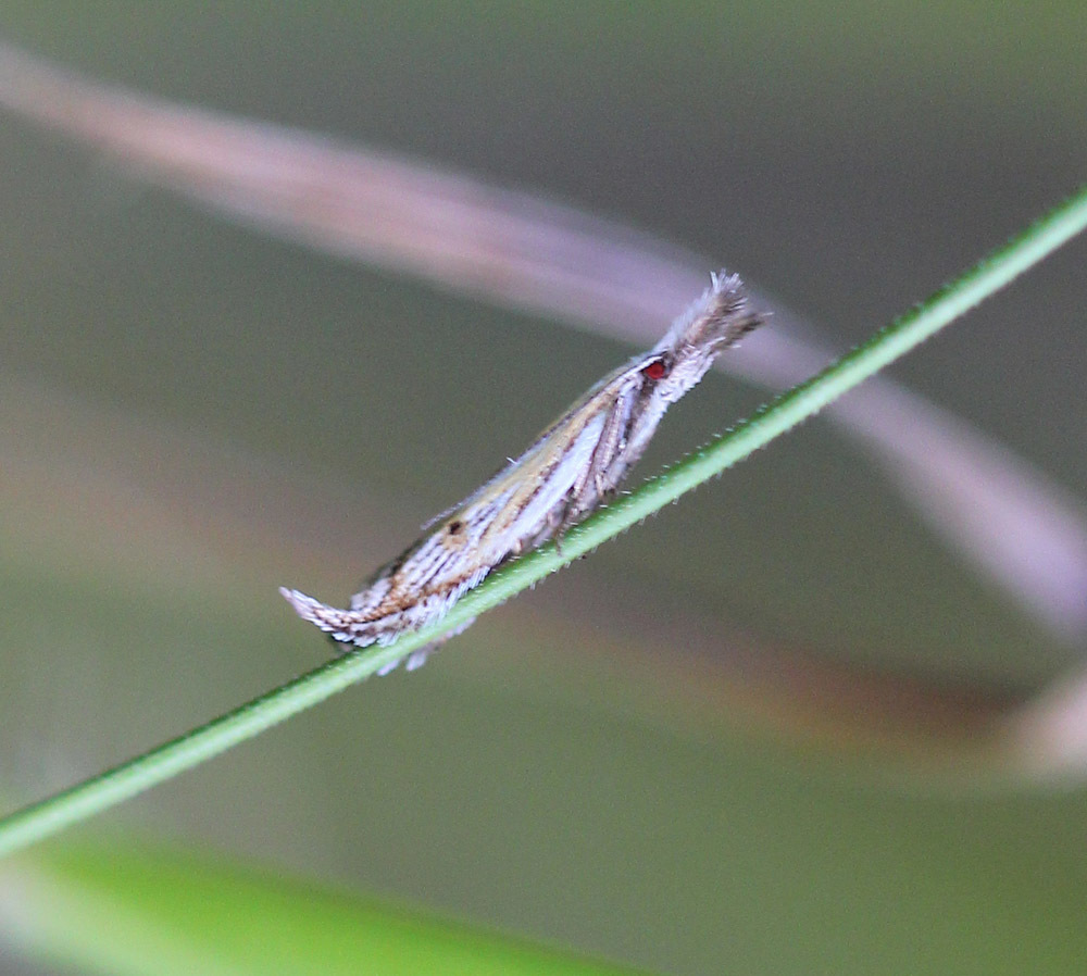Holoscolia