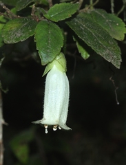 Fieldia australis