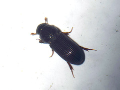 Pleurophorus caesus