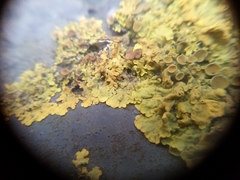 Xanthoria parietina