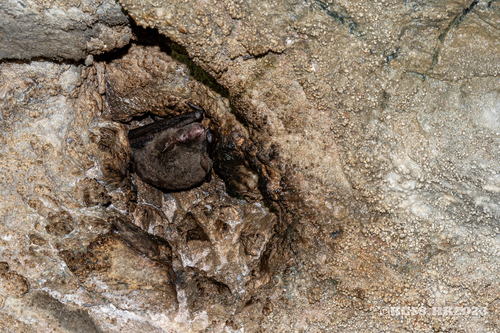 Myotis chinensis observed 2023-10-23