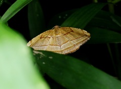 Loxotephria
