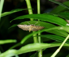 Herpetogramma rudis