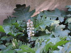 Acanthus mollis