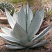 Agave titanota - Photo (c) The Ruth Bancroft Garden, some rights reserved (CC BY-NC)