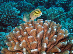 Chaetodon pelewensis